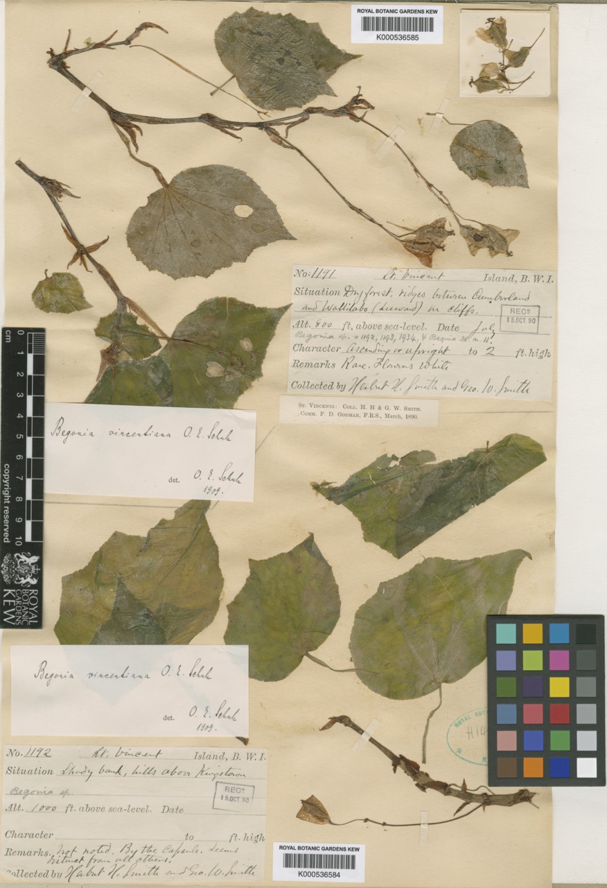 B. vincentiana var. vincentiana